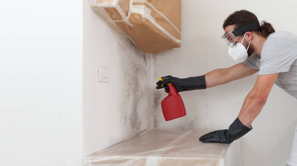 Professional Attic Mold Remediation technician working in Spring House, PA